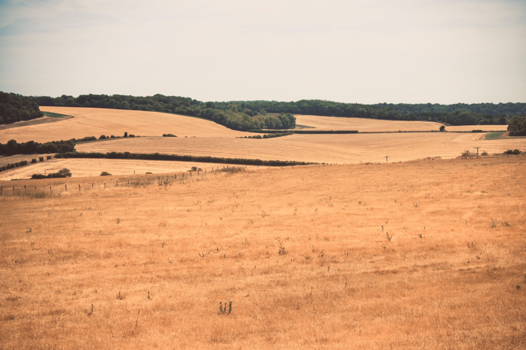 Wide photograph of golden fields and rolling countryside